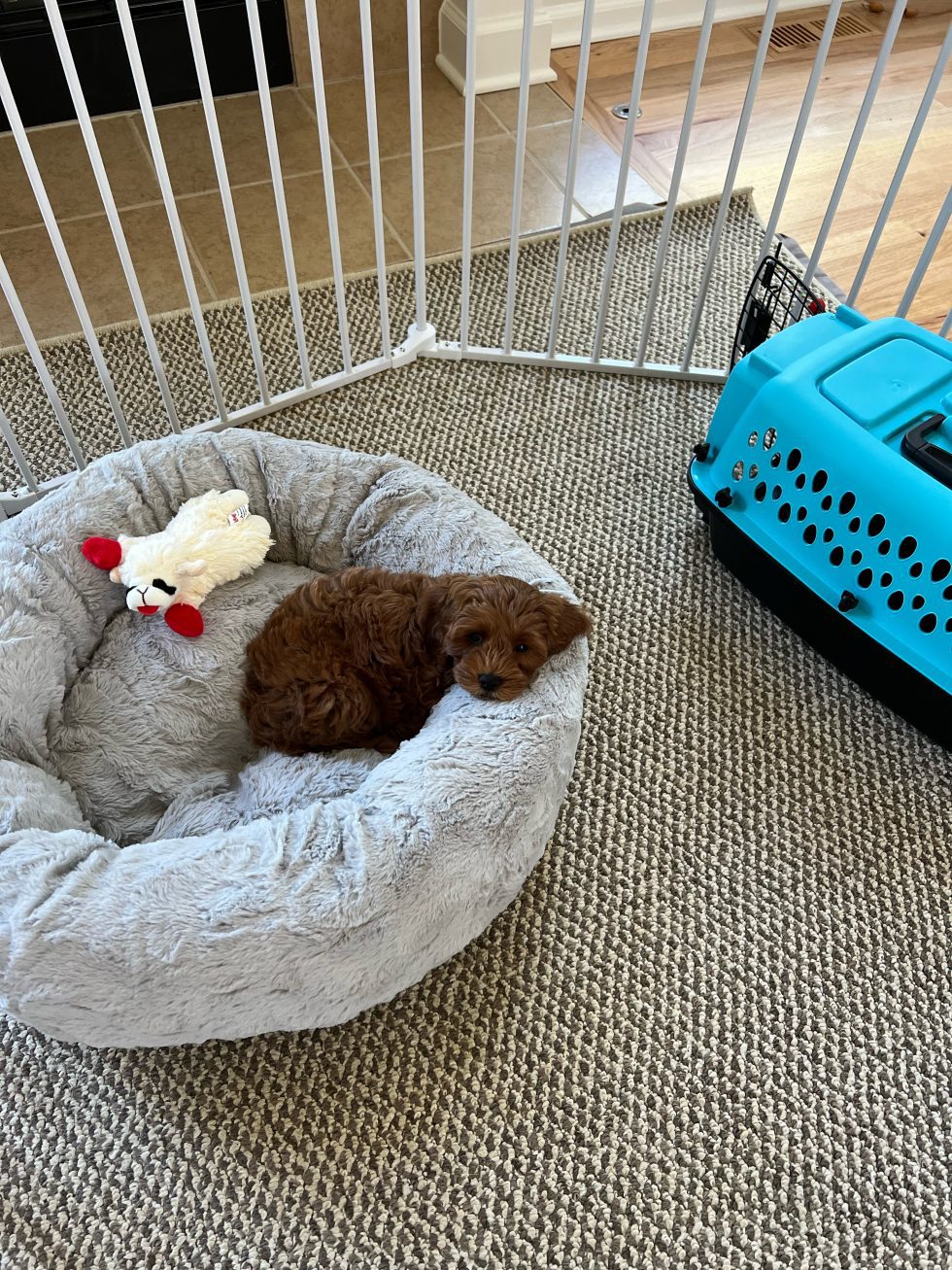 Picture of Housebreaking Made Simple: A Thoughtful Guide For Your New Puppy ...